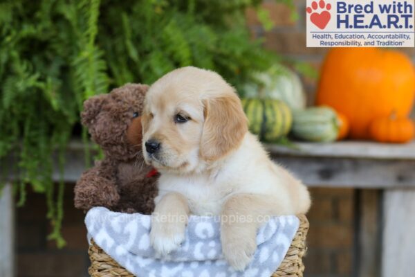 Image of Elsa, a Golden Retriever puppy