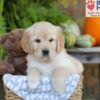 Image of Elsa, a Golden Retriever puppy