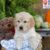 Image of Elsa, a Golden Retriever puppy
