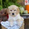 Image of Elsa, a Golden Retriever puppy