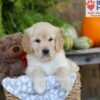 Image of Elsa, a Golden Retriever puppy