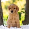 Image of Ember, a Golden Retriever puppy