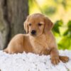Image of Ember, a Golden Retriever puppy