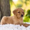 Image of Ember, a Golden Retriever puppy