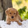 Image of Ember, a Golden Retriever puppy