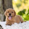 Image of Ember, a Golden Retriever puppy