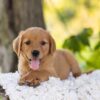 Image of Ember, a Golden Retriever puppy