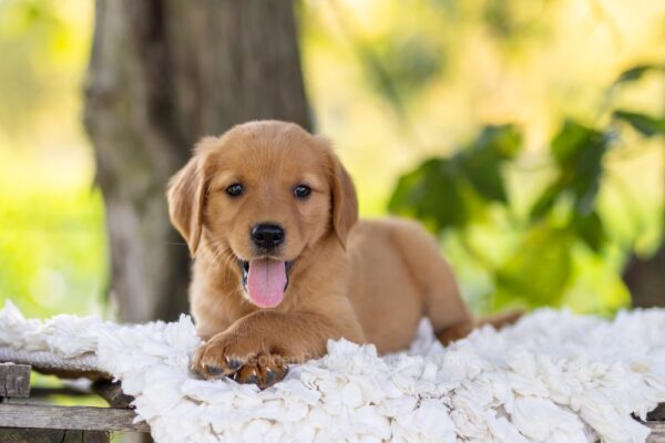 Image of Ember, a Golden Retriever puppy