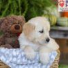 Image of Ember, a Golden Retriever puppy
