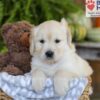 Image of Ember, a Golden Retriever puppy
