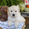 Image of Ember, a Golden Retriever puppy