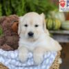 Image of Ember, a Golden Retriever puppy
