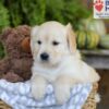 Image of Ember, a Golden Retriever puppy