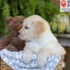 Image of Ember, a Golden Retriever puppy