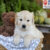 Image of Ember, a Golden Retriever puppy