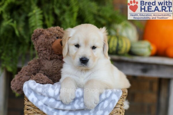 Image of Ember, a Golden Retriever puppy