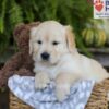Image of Ember, a Golden Retriever puppy