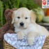 Image of Ember, a Golden Retriever puppy