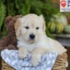 Image of Ember, a Golden Retriever puppy