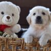 Image of Finn, a Golden Retriever puppy