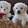 Image of Finn, a Golden Retriever puppy