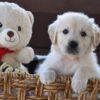 Image of Finn, a Golden Retriever puppy