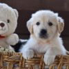 Image of Finn, a Golden Retriever puppy