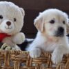 Image of Finn, a Golden Retriever puppy