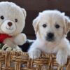 Image of Finn, a Golden Retriever puppy