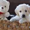 Image of Finn, a Golden Retriever puppy