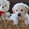Image of Finn, a Golden Retriever puppy