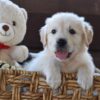 Image of Finn, a Golden Retriever puppy