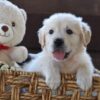 Image of Finn, a Golden Retriever puppy