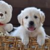 Image of Finn, a Golden Retriever puppy