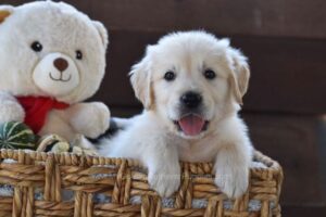 Image of Finn, a Golden Retriever puppy
