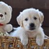 Image of Finn, a Golden Retriever puppy