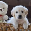 Image of Finn, a Golden Retriever puppy