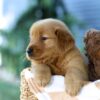 Image of Finn, a Golden Retriever puppy