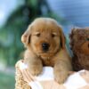 Image of Finn, a Golden Retriever puppy
