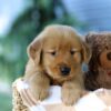 Image of Finn, a Golden Retriever puppy