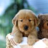 Image of Finn, a Golden Retriever puppy