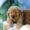 Image of Finn, a Golden Retriever puppy