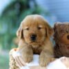 Image of Finn, a Golden Retriever puppy