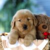 Image of Finn, a Golden Retriever puppy