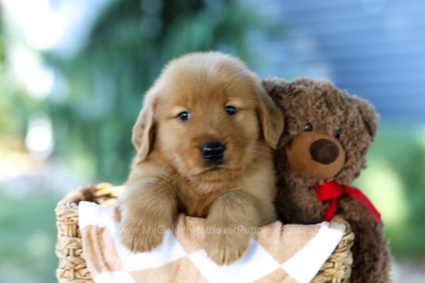 Image of Finn, a Golden Retriever puppy