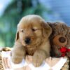 Image of Finn, a Golden Retriever puppy