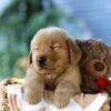 Image of Finn, a Golden Retriever puppy