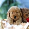 Image of Finn, a Golden Retriever puppy