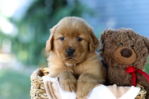 Image of Fiona, a Golden Retriever puppy
