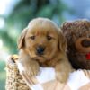Image of Forest, a Golden Retriever puppy